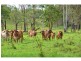 303 Bondoola Road, Bondoola QLD 4703