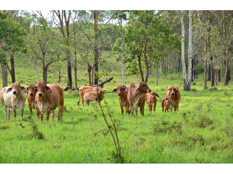 303 Bondoola Road, Bondoola QLD 4703