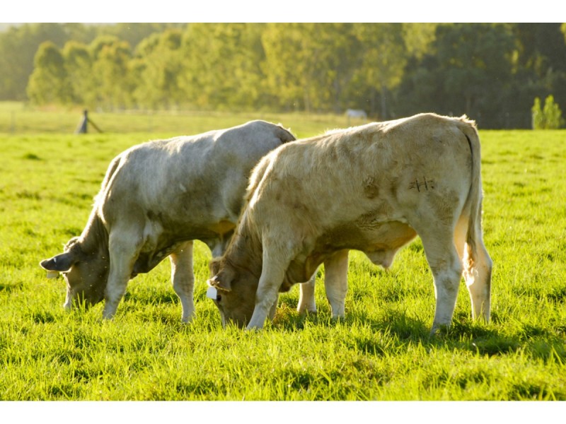 Tallawalah, Clairview QLD 4741