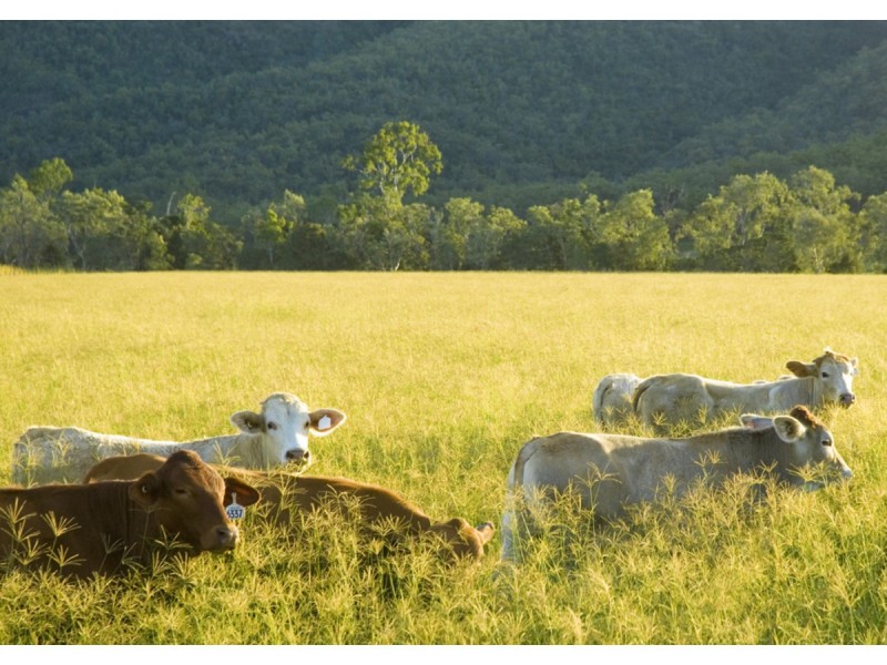 Tallawalah, Clairview QLD 4741