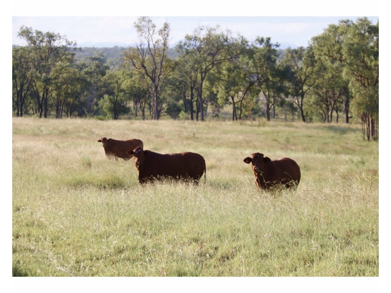 Lot 3,  Dalma Ridgelands Road, Ridgelands QLD 4702