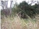 718 Atkinson Road, Canoona QLD 4702
