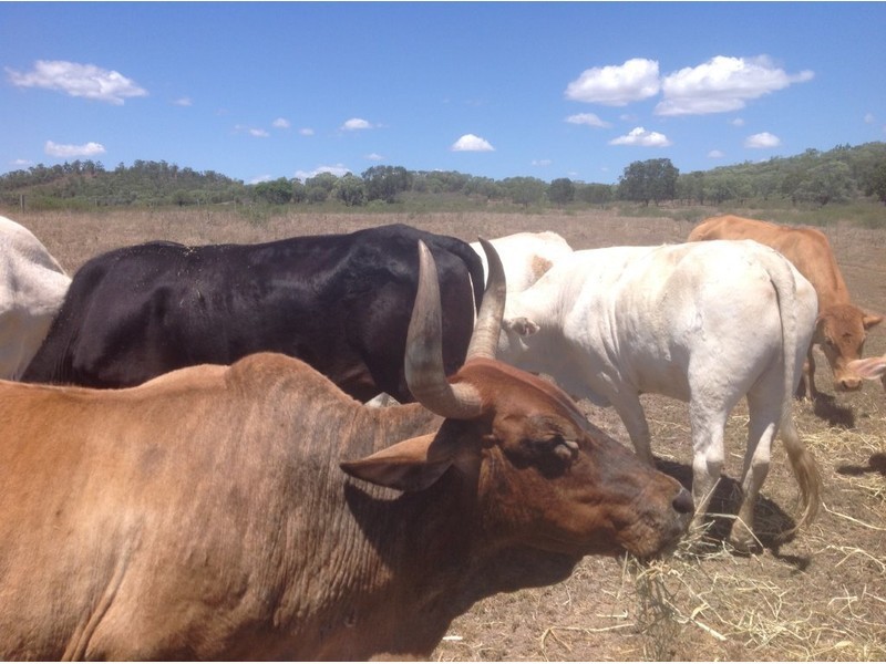 42 Christiansen Road, Marmor QLD 4702