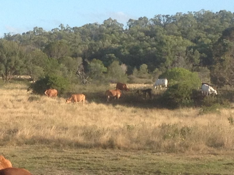 42 Christiansen Road, Marmor QLD 4702