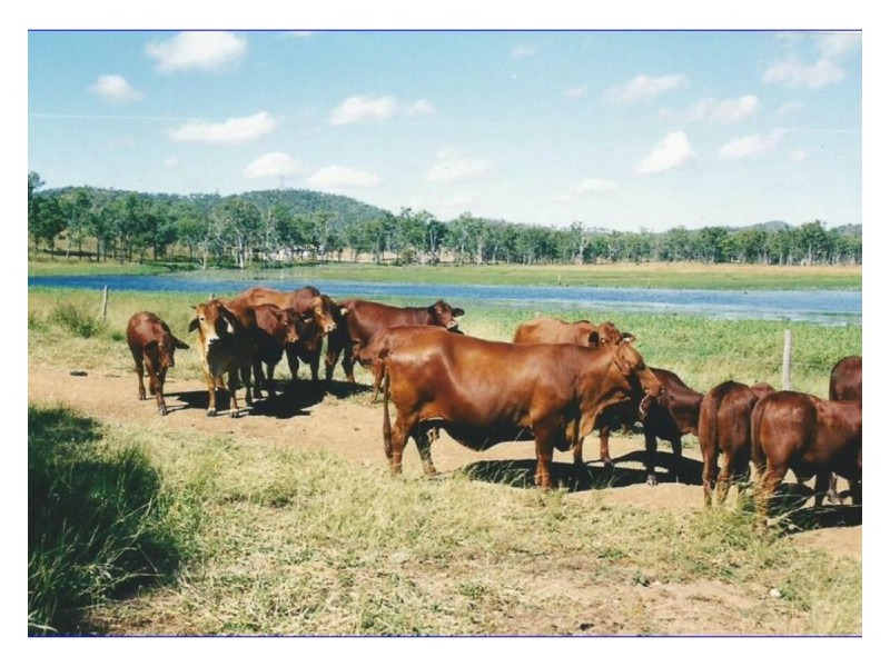 55799 Bruce Highway, Raglan QLD 4697