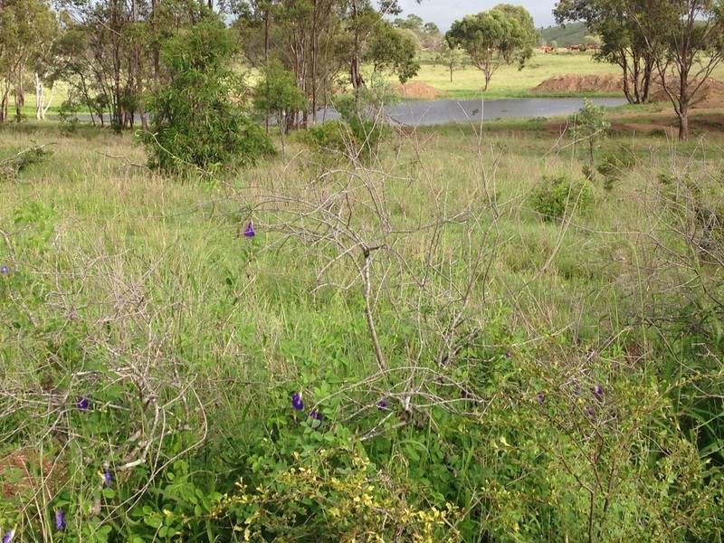 557 Bishop Road, Garnant QLD 4702