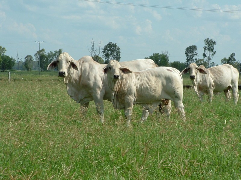 665 Wowan-Dululu Road, Wowan QLD 4702