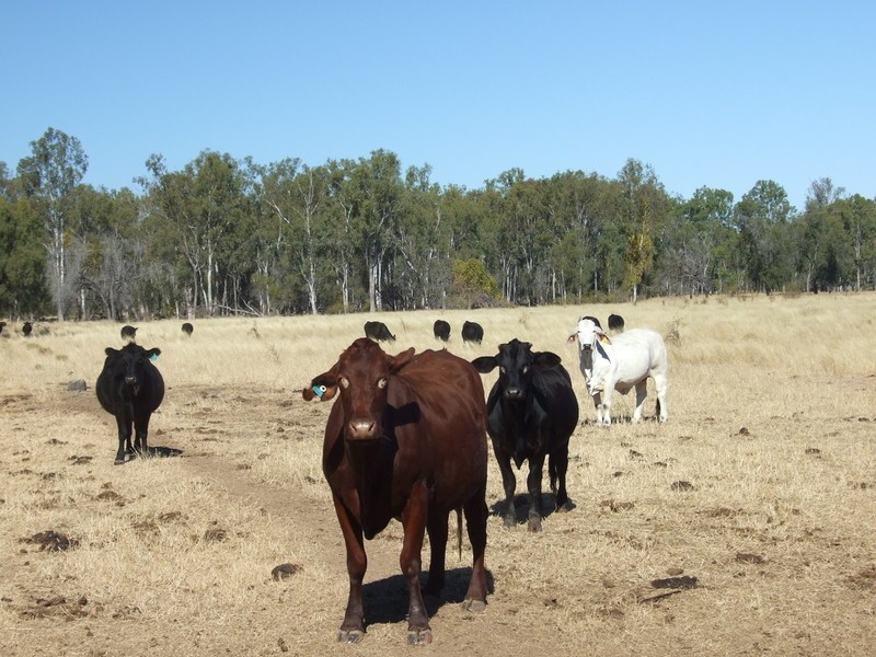 665 Wowan-Dululu Road, Wowan QLD 4702