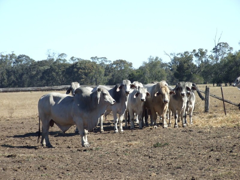 665 Wowan-Dululu Road, Wowan QLD 4702