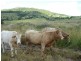 Dalma QLD 4702