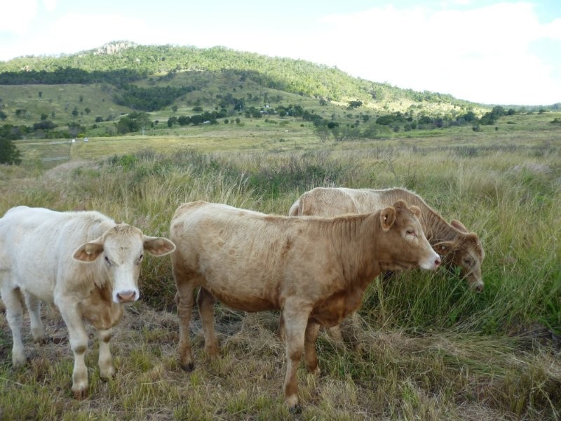 Dalma QLD 4702