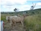 Dalma QLD 4702