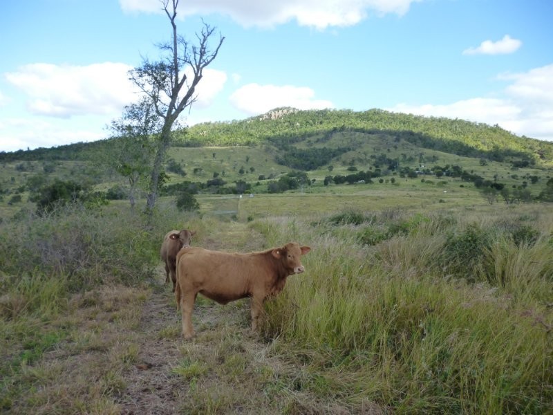 Dalma QLD 4702