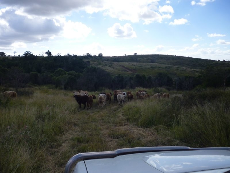 Dalma QLD 4702