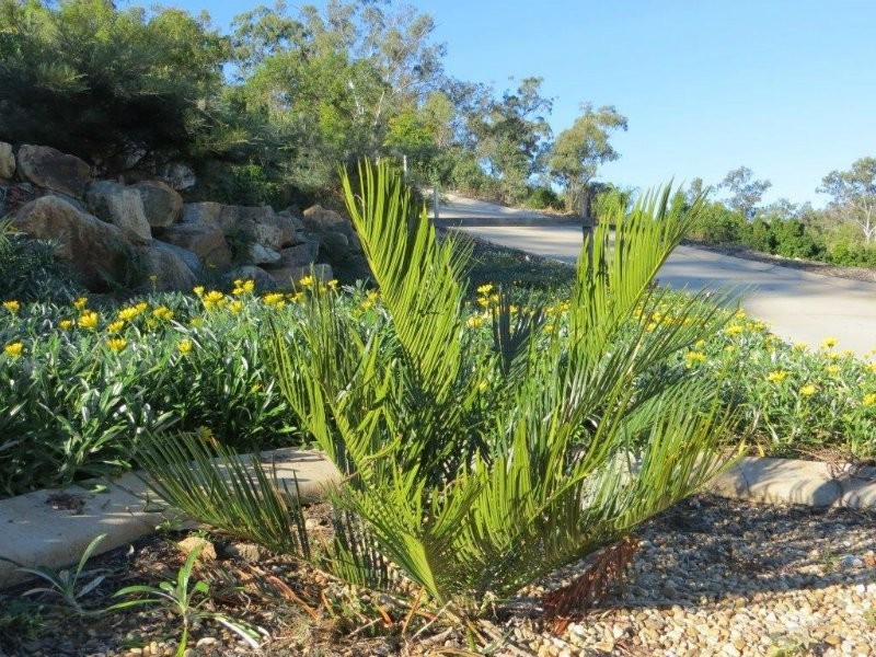 Vanderspek Place, Frenchville QLD 4701