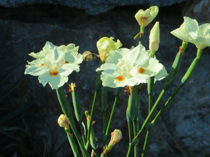 Vanderspek Place, Frenchville QLD 4701