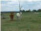00 Durando  Wumalgi Road, St Lawrence QLD 4707