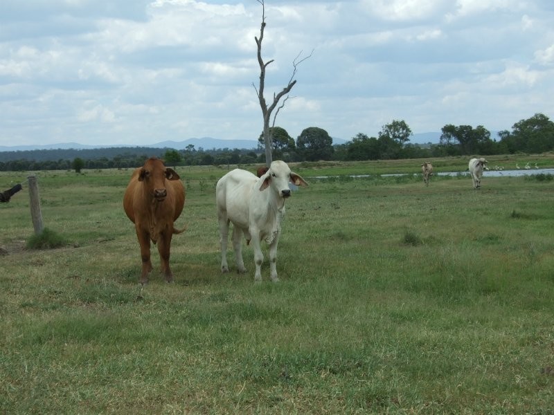 00 Durando  Wumalgi Road, St Lawrence QLD 4707