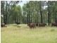 Canoona QLD 4702