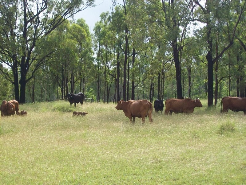 Canoona QLD 4702