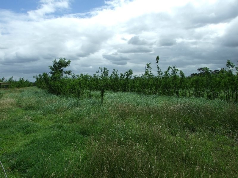 189 Stracey Road, Alton Downs QLD 4702