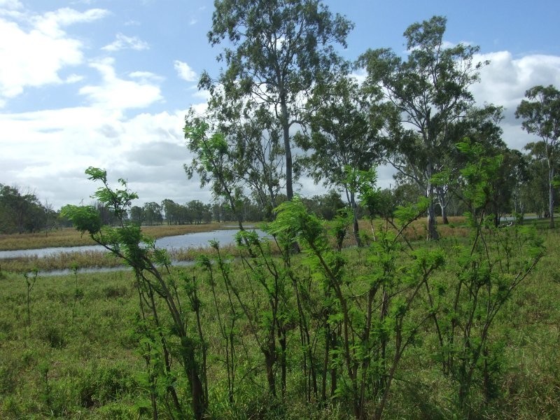189 Stracey Road, Alton Downs QLD 4702