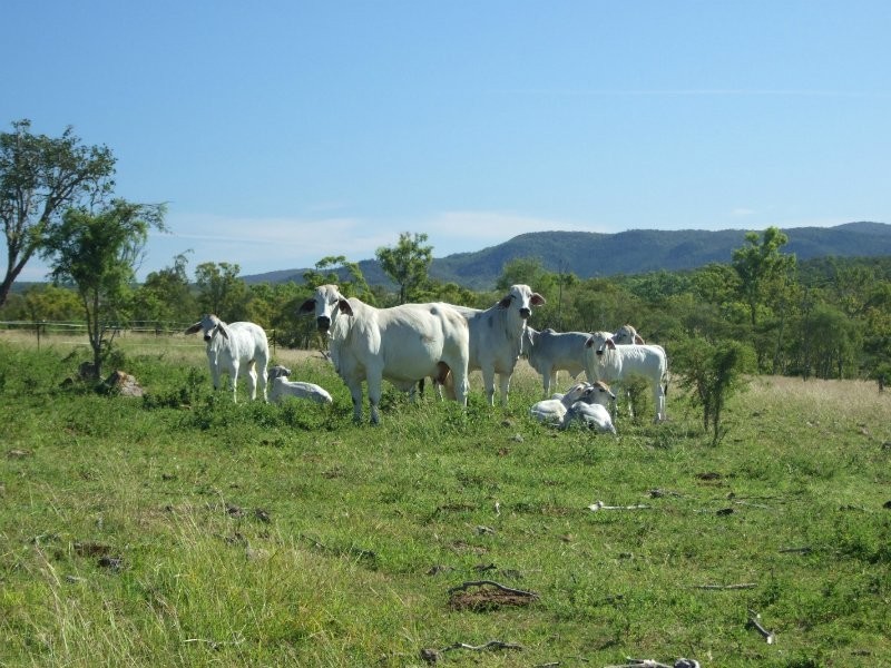 Available on request, Alton Downs QLD 4702