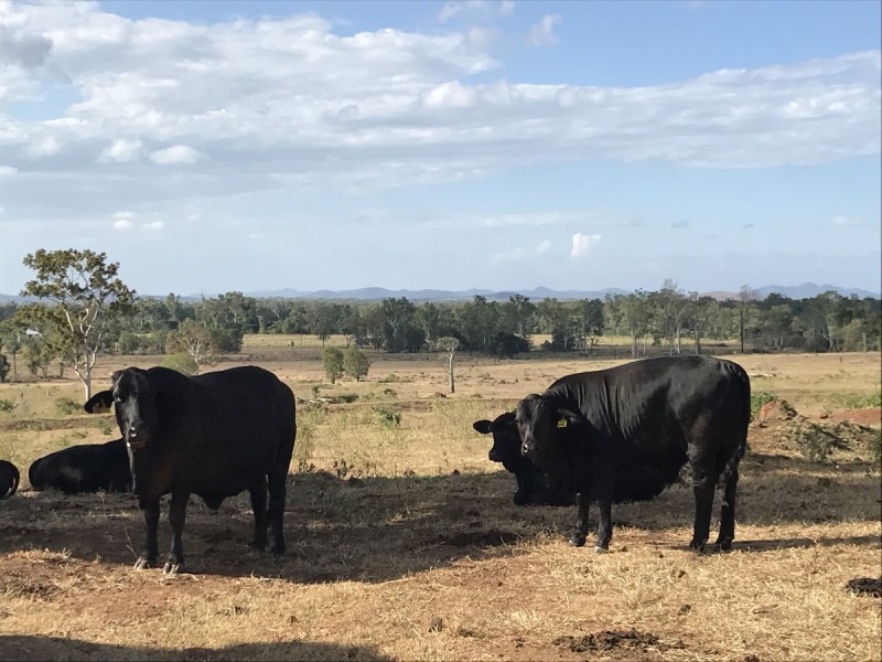 24 Andy Road, Morinish QLD 4702