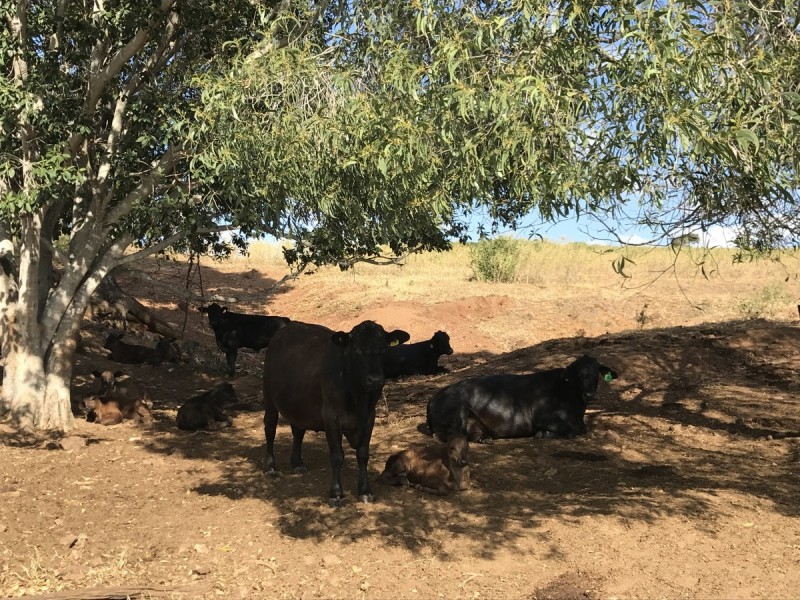 24 Andy Road, Morinish QLD 4702