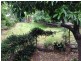 Wandal QLD 4700