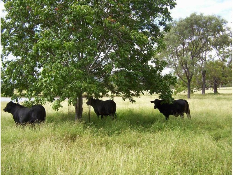 131 Raspberry Creek Road, Kunwarara QLD 4702