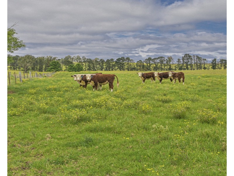 The Oaks NSW 2570