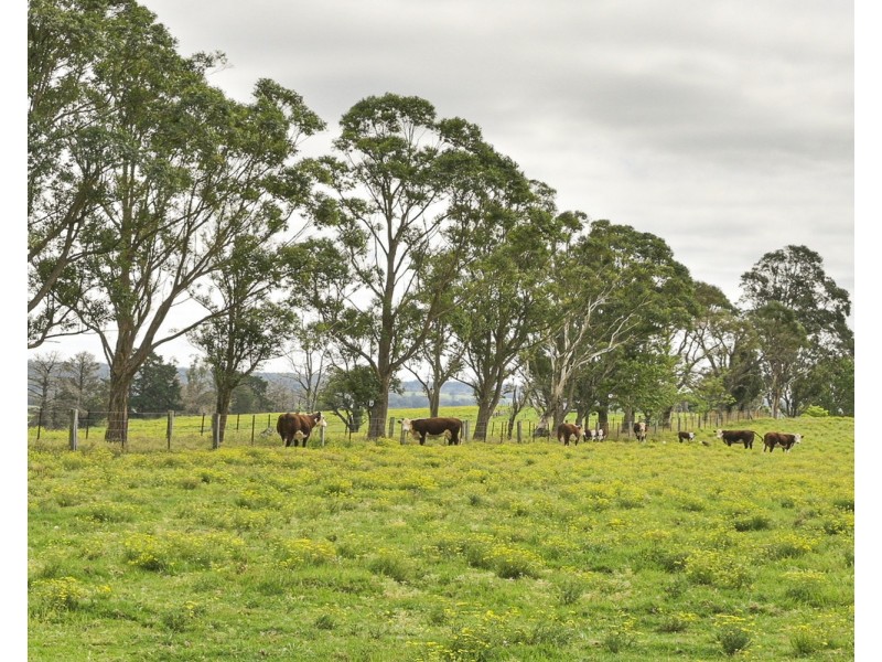 The Oaks NSW 2570