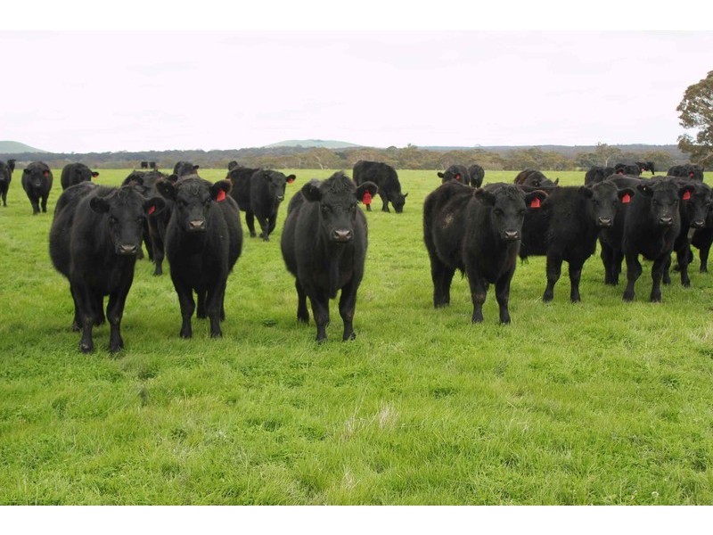 445 Beckworth Court Road, Clunes VIC 3370