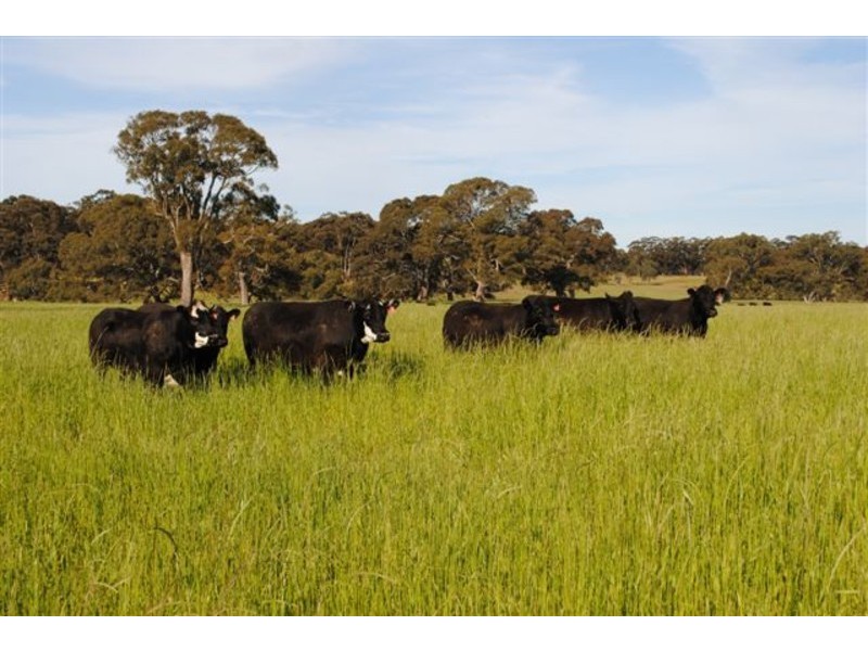 445 Beckworth Court Road, Clunes VIC 3370