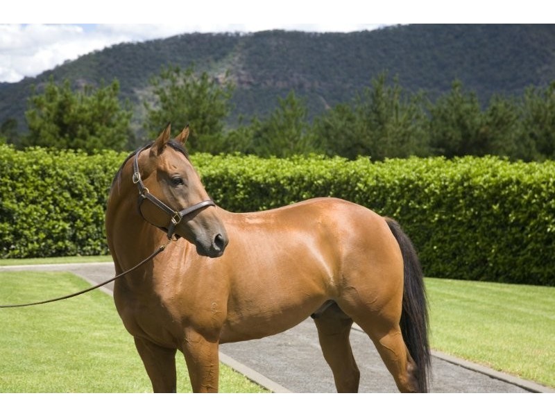 2529 Putty Road, Milbrodale NSW 2330