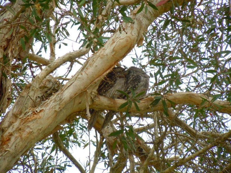 35 Lawn Terrace, Capalaba QLD 4157