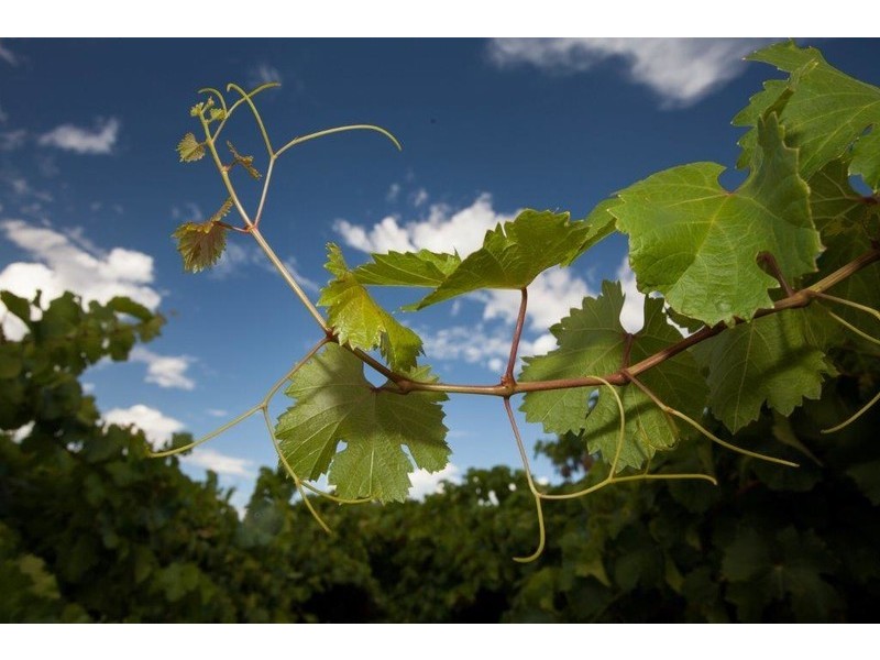 8/17 Wroxton Street, Midland WA 6056