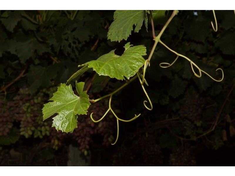 10/17 Wroxton Heights, Midland WA 6056