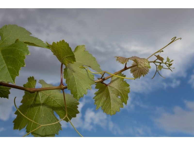 37/17 Wroxton Street, Midland WA 6056