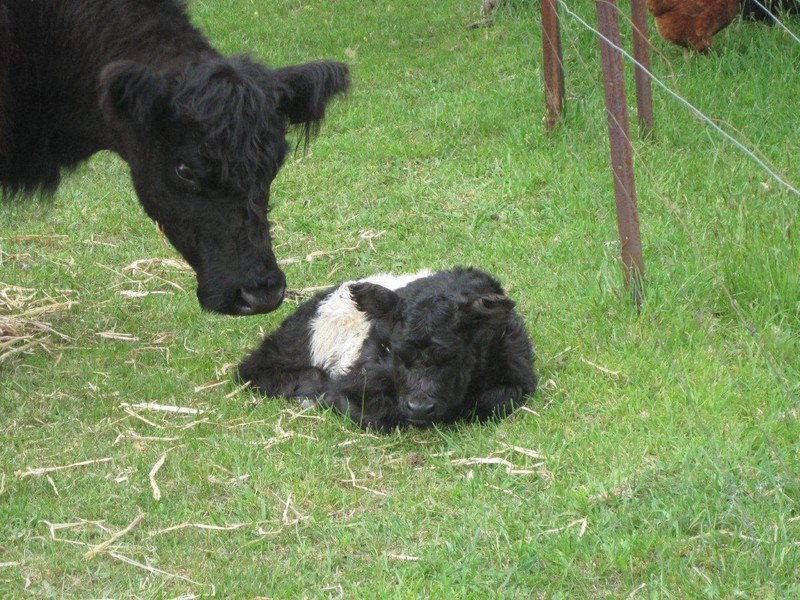 604 Belanglo Road, Sutton Forest NSW 2577