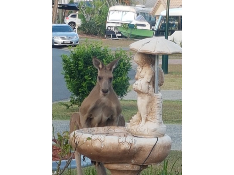 5 Corringle Close, Helensvale QLD 4212