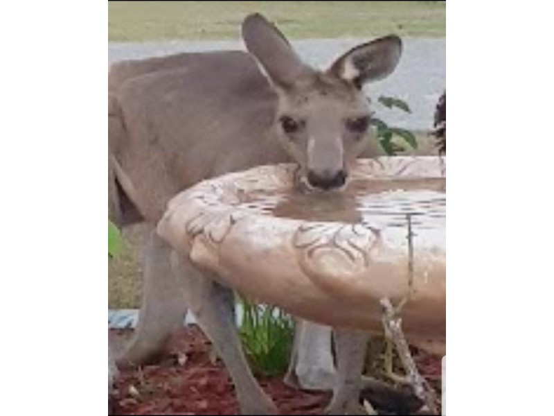 5 Corringle Close, Helensvale QLD 4212