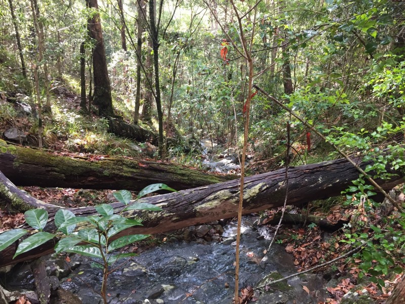 271 Wongawallan Drive, Wongawallan QLD 4210