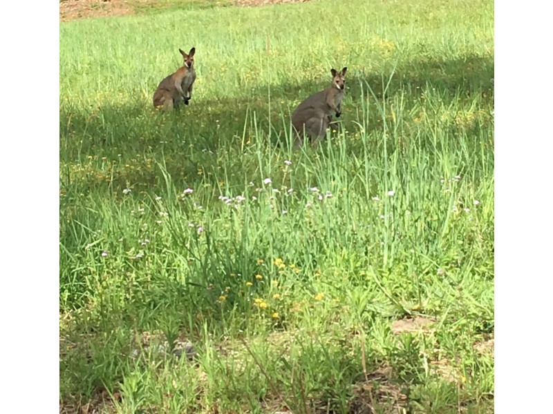 1206 Tamborine Oxenford Road, Wongawallan QLD 4210