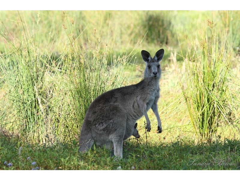 33/138 Hansford Road, Coombabah QLD 4216