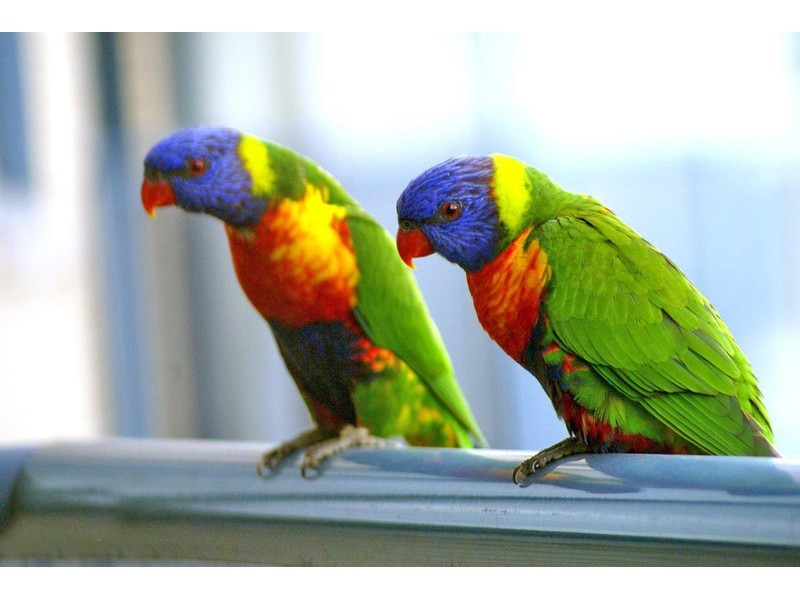 47 Southaven Drive, Helensvale QLD 4212