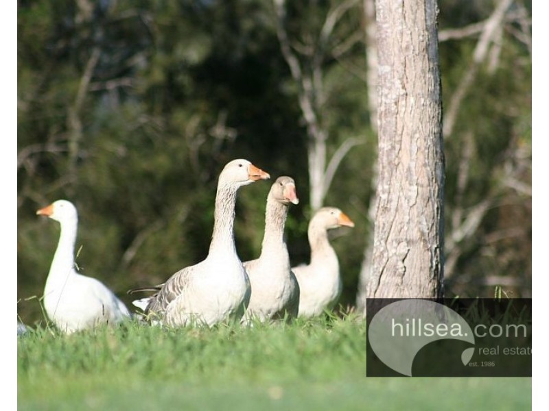 12 Tandanus Court, Oxenford QLD 4210