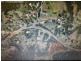 Eumundi QLD 4562