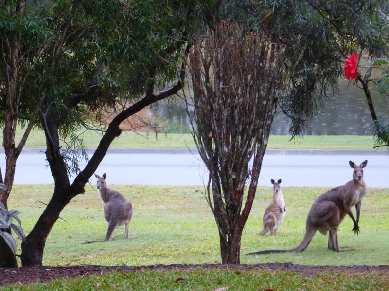 82 Orana Avenue, Pomona QLD 4568